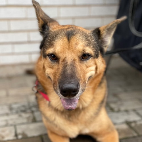 Novak, an adoptable German Shepherd Dog in Canton, CT
