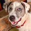 adoptable Dog in , CT named Hannah