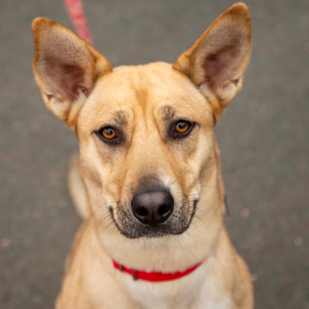 adoptable Dog in Canton, CT named Nala