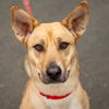 adoptable Dog in Canton, CT named Nala