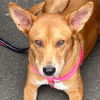 adoptable Dog in Canton, CT named Sheena