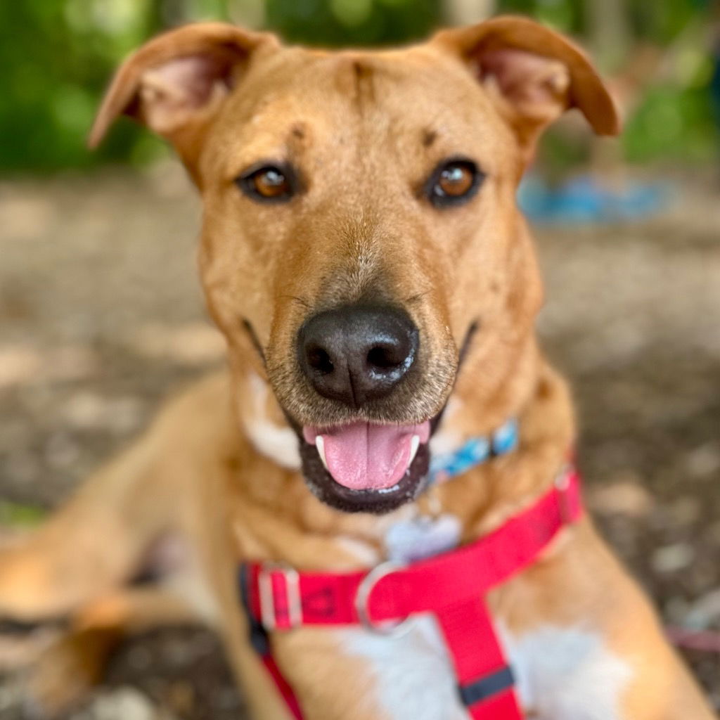 adoptable Dog in Canton, CT named Sunny