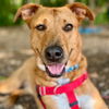 adoptable Dog in , CT named Sunny