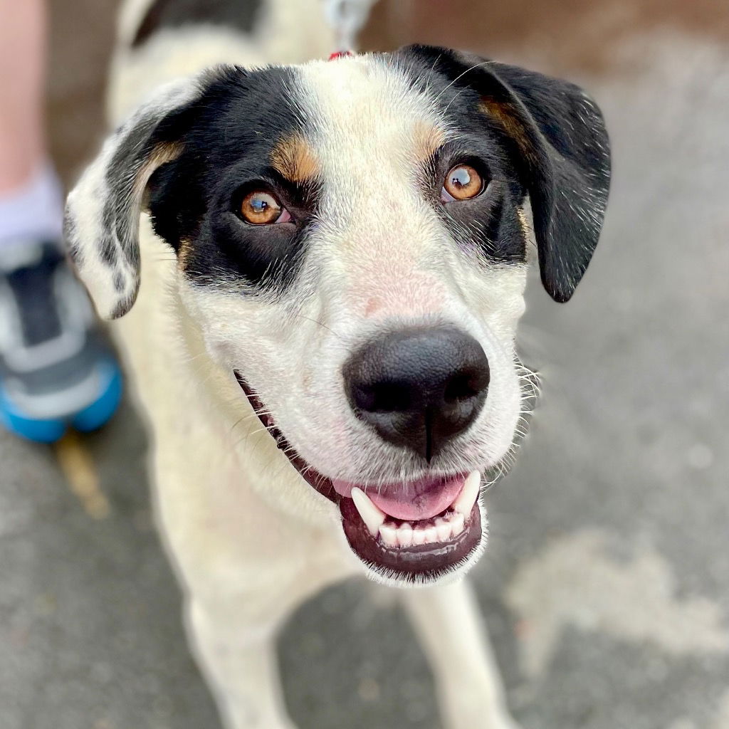 adoptable Dog in Canton, CT named Yang