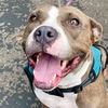 adoptable Dog in canton, CT named Pixie