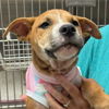 adoptable Dog in , CT named Buster