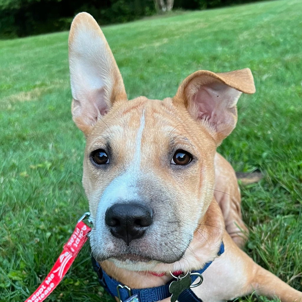 adoptable Dog in Canton, CT named Buster