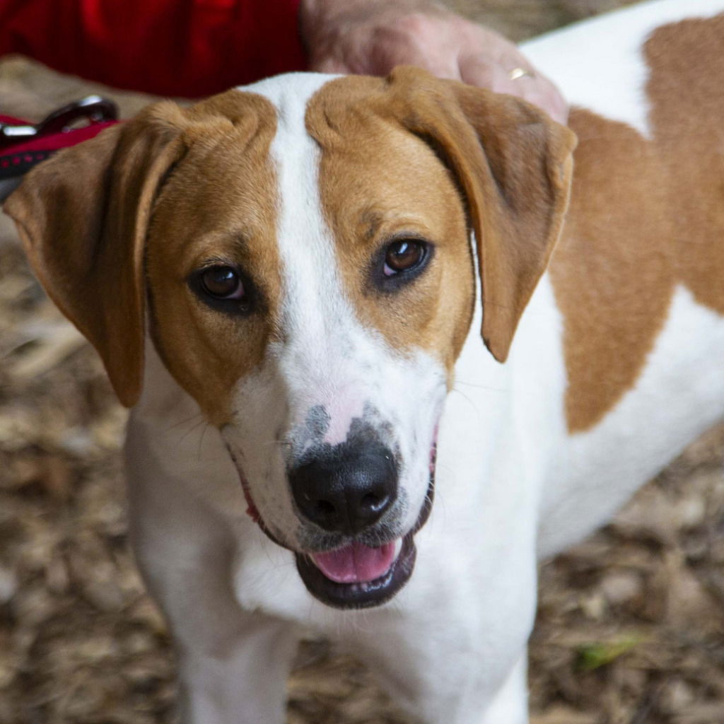 adoptable Dog in Canton, CT named Jesse