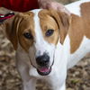 adoptable Dog in , CT named Jesse