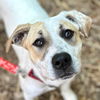 adoptable Dog in , CT named Lulu