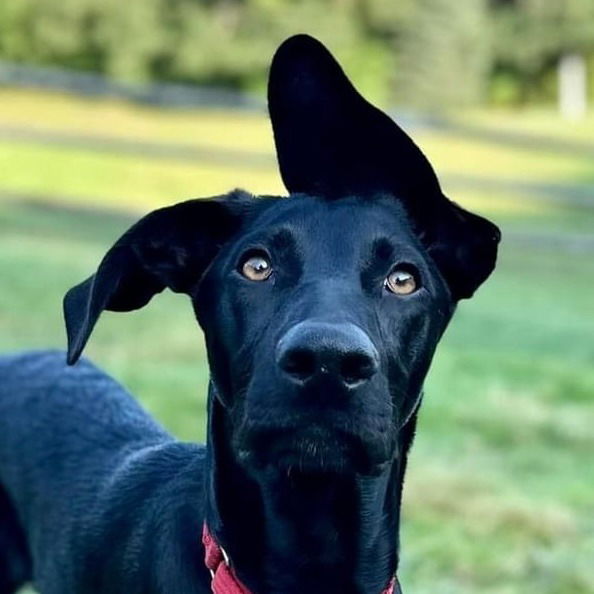 adoptable Dog in Canton, CT named Marlin