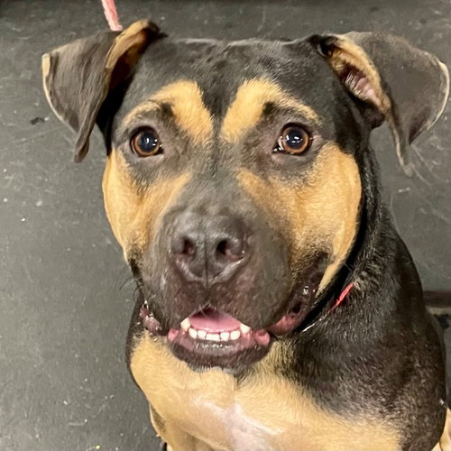 picture of the dog needing adoption