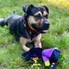 Molly - Photo 2