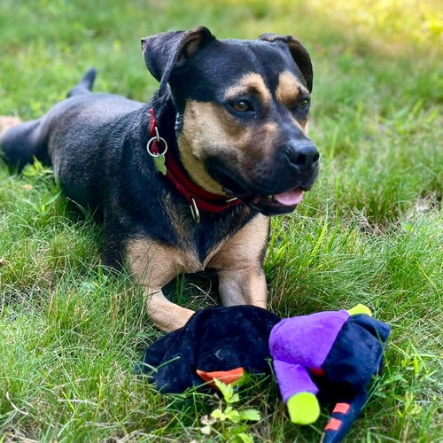 MOLLY - Terrier / Terrier available for adoption