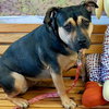 Molly - Photo 3