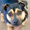 Molly - Photo 4