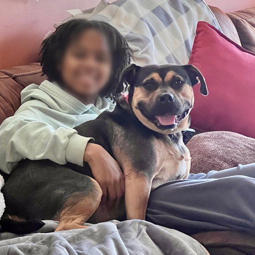 MOLLY - Terrier / Terrier available for adoption