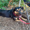 Molly - Photo 4