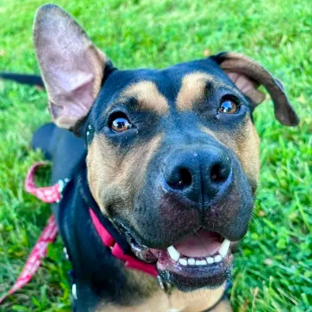 Molly - Terrier