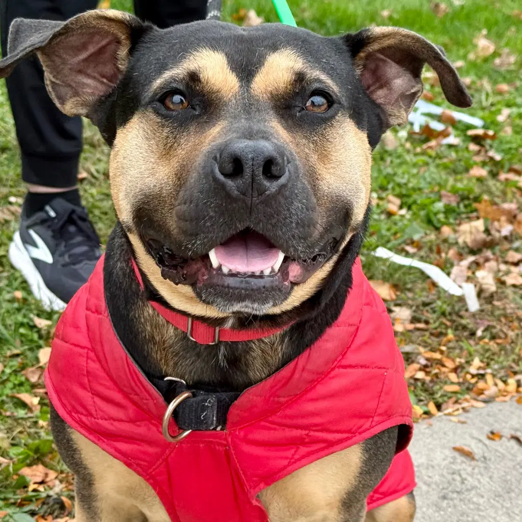 Molly - Terrier