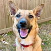 adoptable Dog in , CT named Tin-go