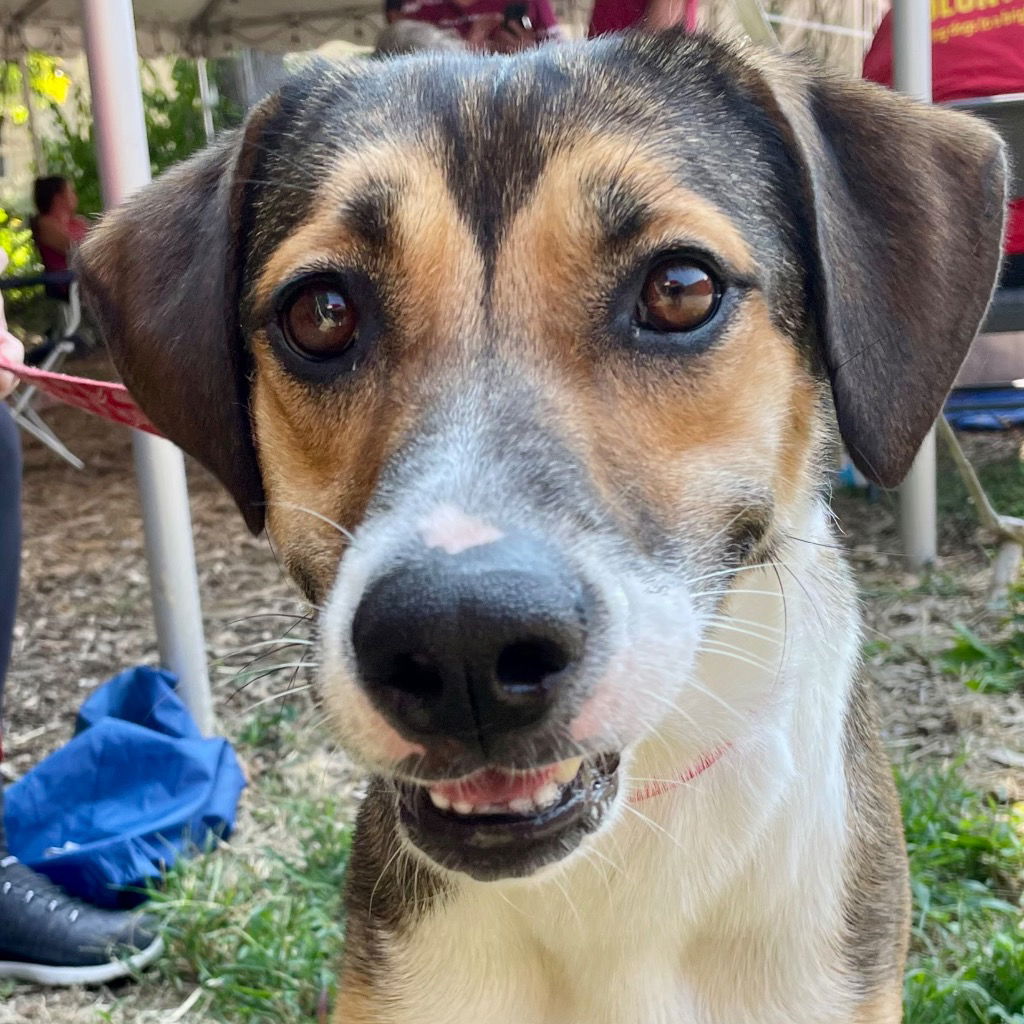 adoptable Dog in Canton, CT named Betty