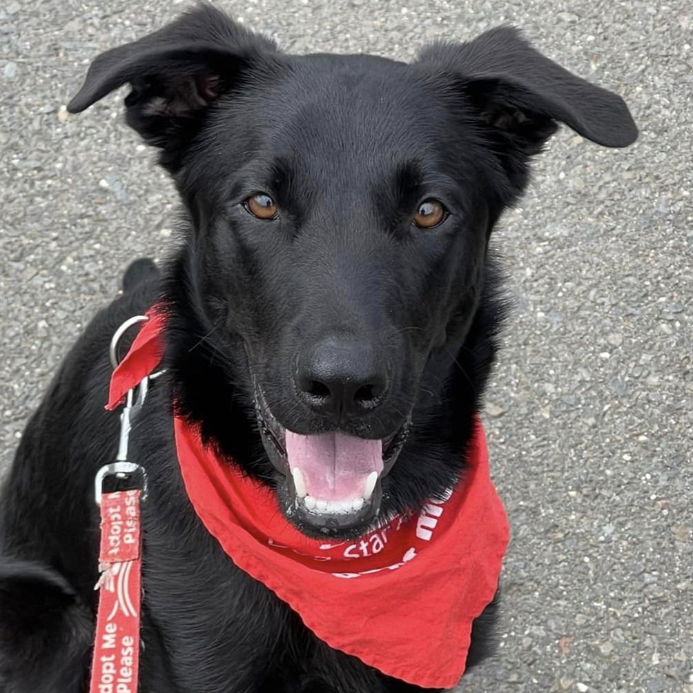 adoptable Dog in Canton, CT named Chase 2