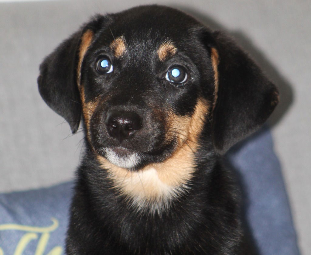 adoptable Dog in Canton, CT named Taquito