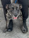 adoptable Dog in Canton, CT named Skye