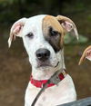 adoptable Dog in , CT named Rex