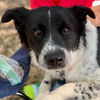 adoptable Dog in Canton, CT named Cowboy