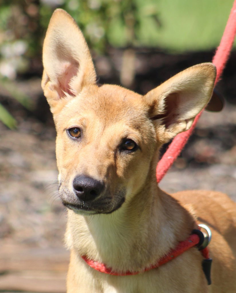 adoptable Dog in Canton, CT named Lola1