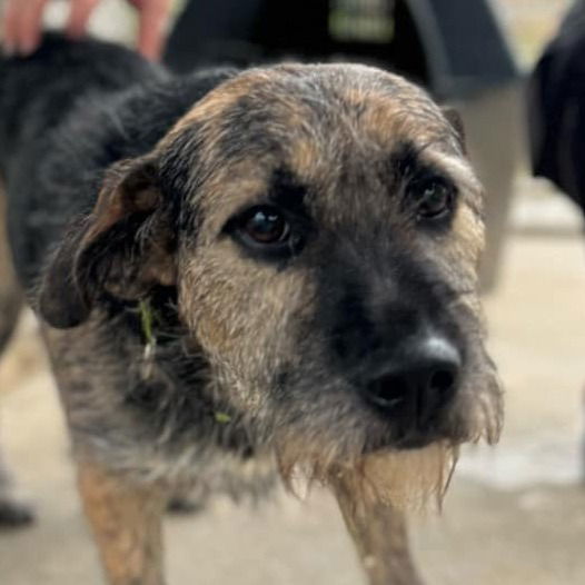 adoptable Dog in Canton, CT named Scrappy