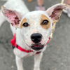 adoptable Dog in , CT named Joy