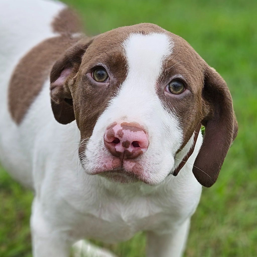 adoptable Dog in Canton, CT named Ajax