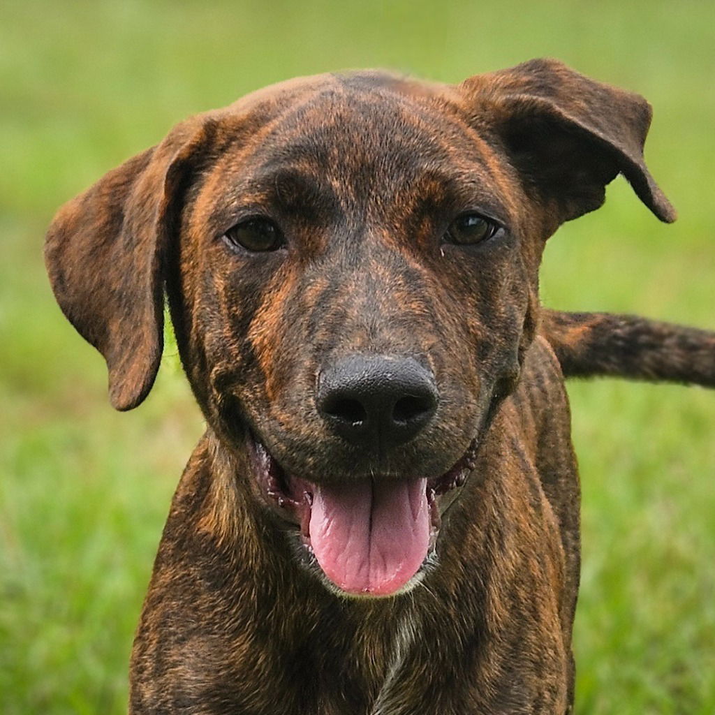 adoptable Dog in Canton, CT named Banana