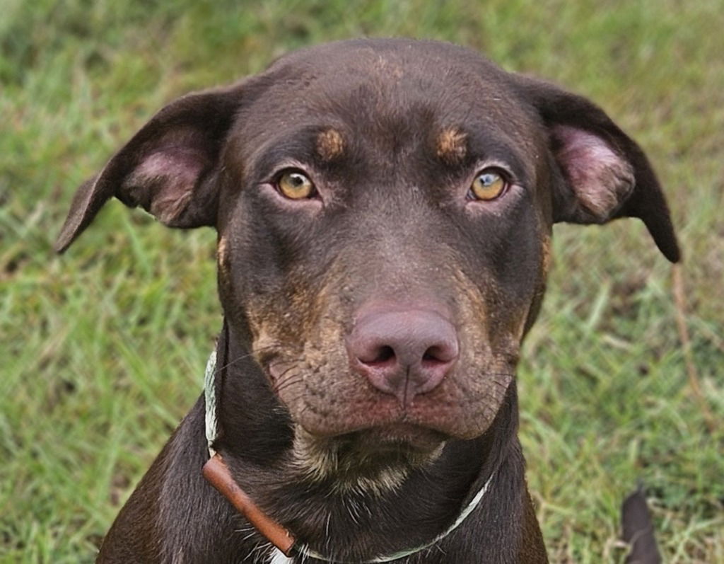 adoptable Dog in Canton, CT named Benny