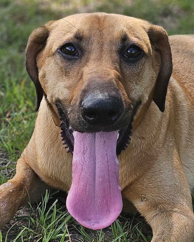 adoptable Dog in Canton, CT named Boomer