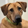 adoptable Dog in  named Boomer