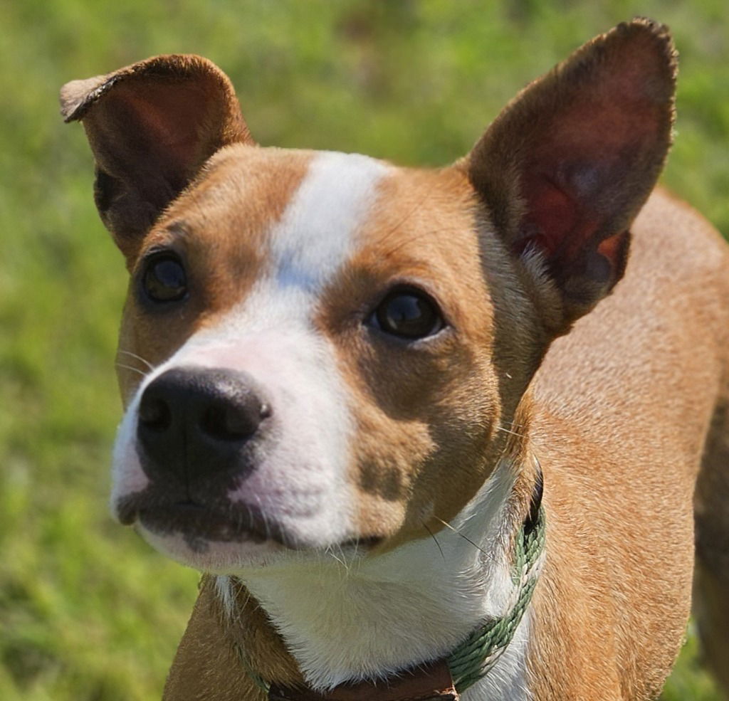 adoptable Dog in Canton, CT named Boston Butt