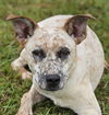 adoptable Dog in , CT named Donut