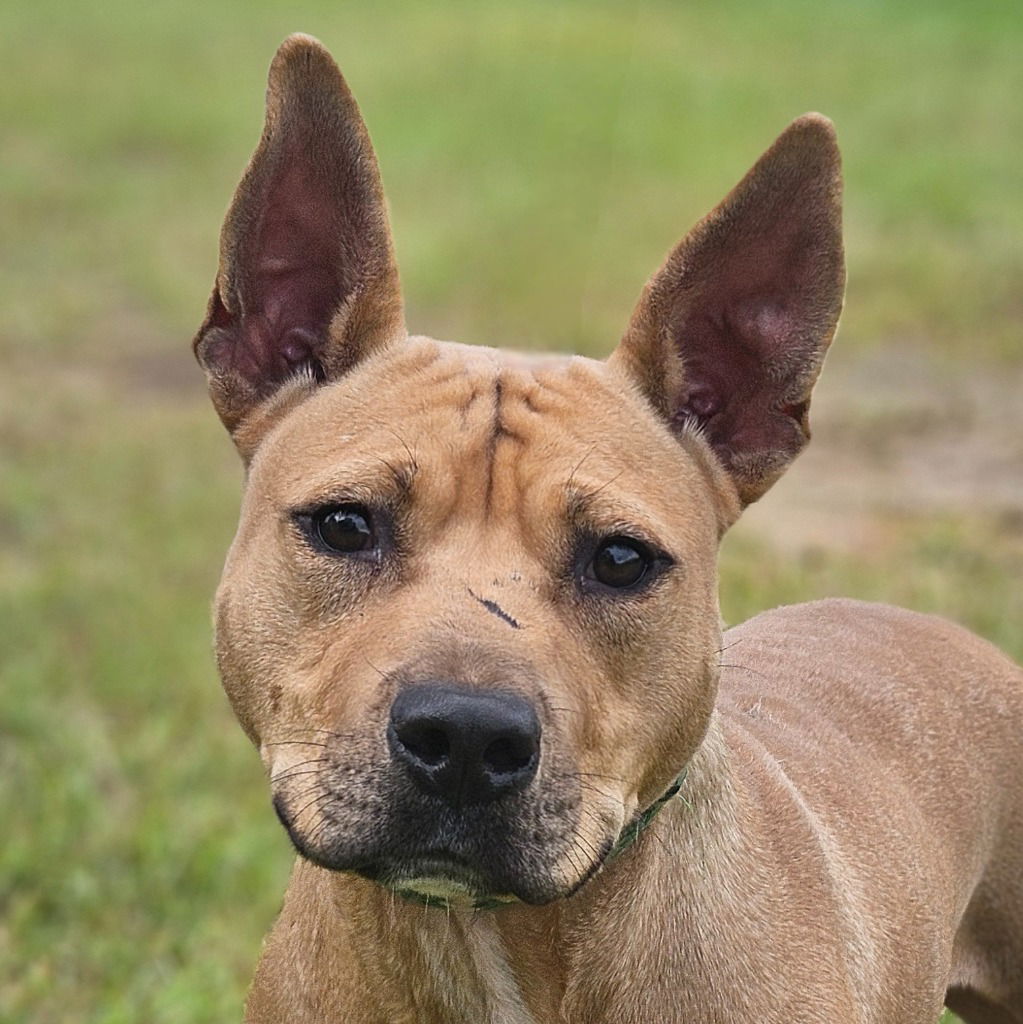 adoptable Dog in Canton, CT named Gizmo