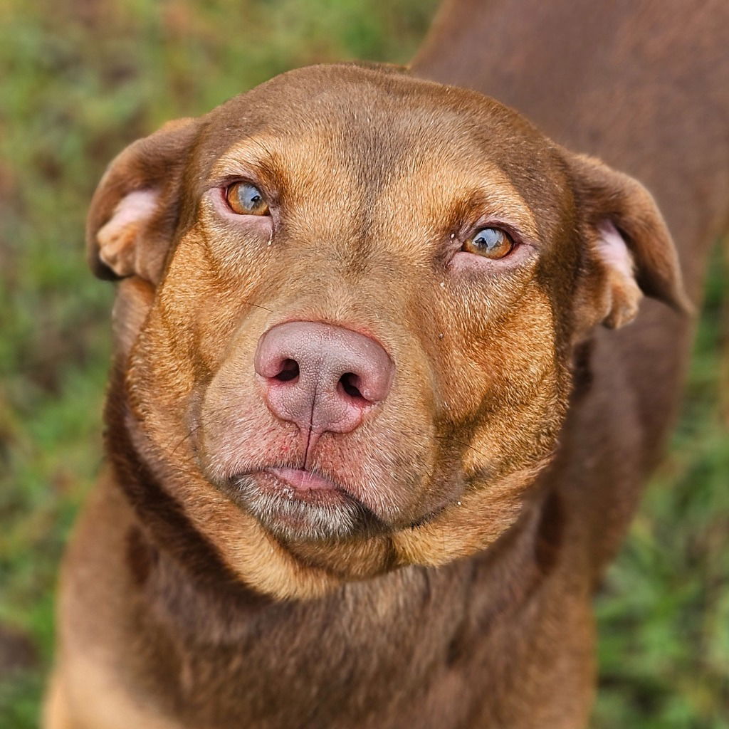 adoptable Dog in Canton, CT named Jace