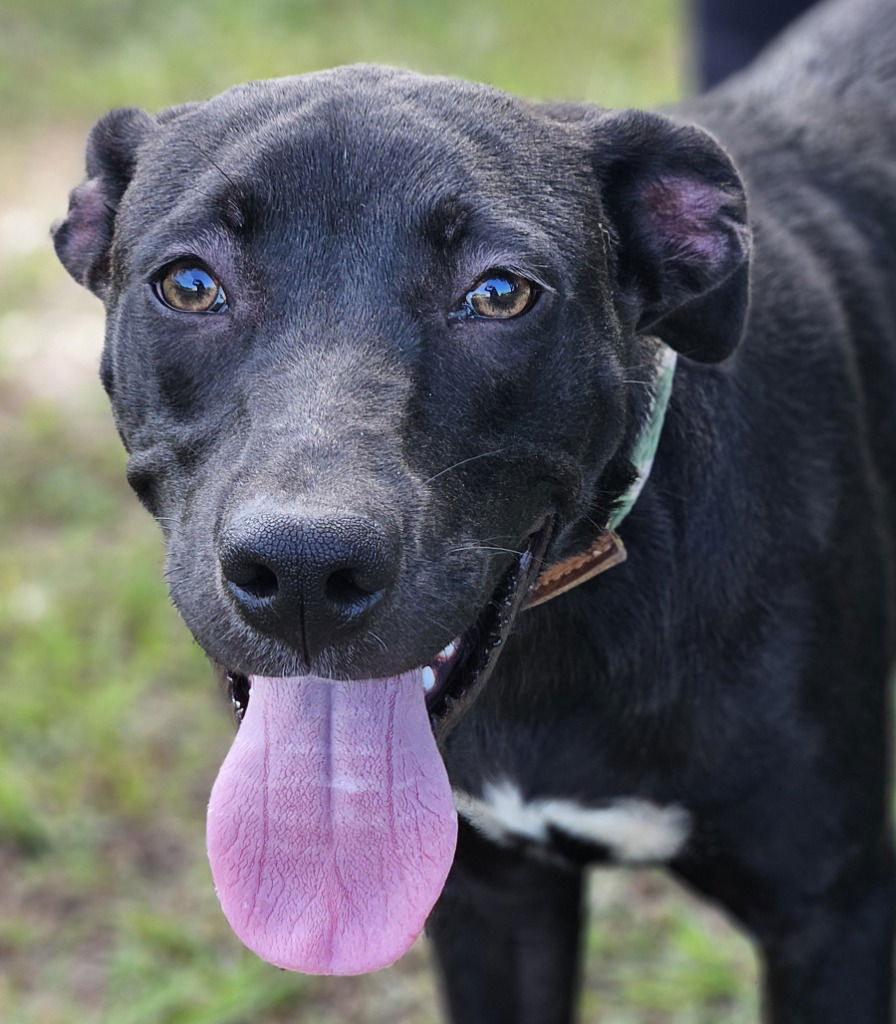 adoptable Dog in Canton, CT named Laverne