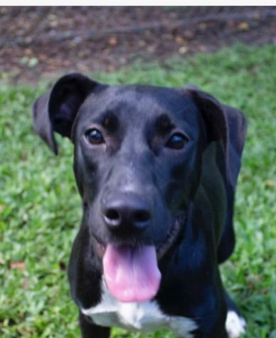 adoptable Dog in Canton, CT named Leverne