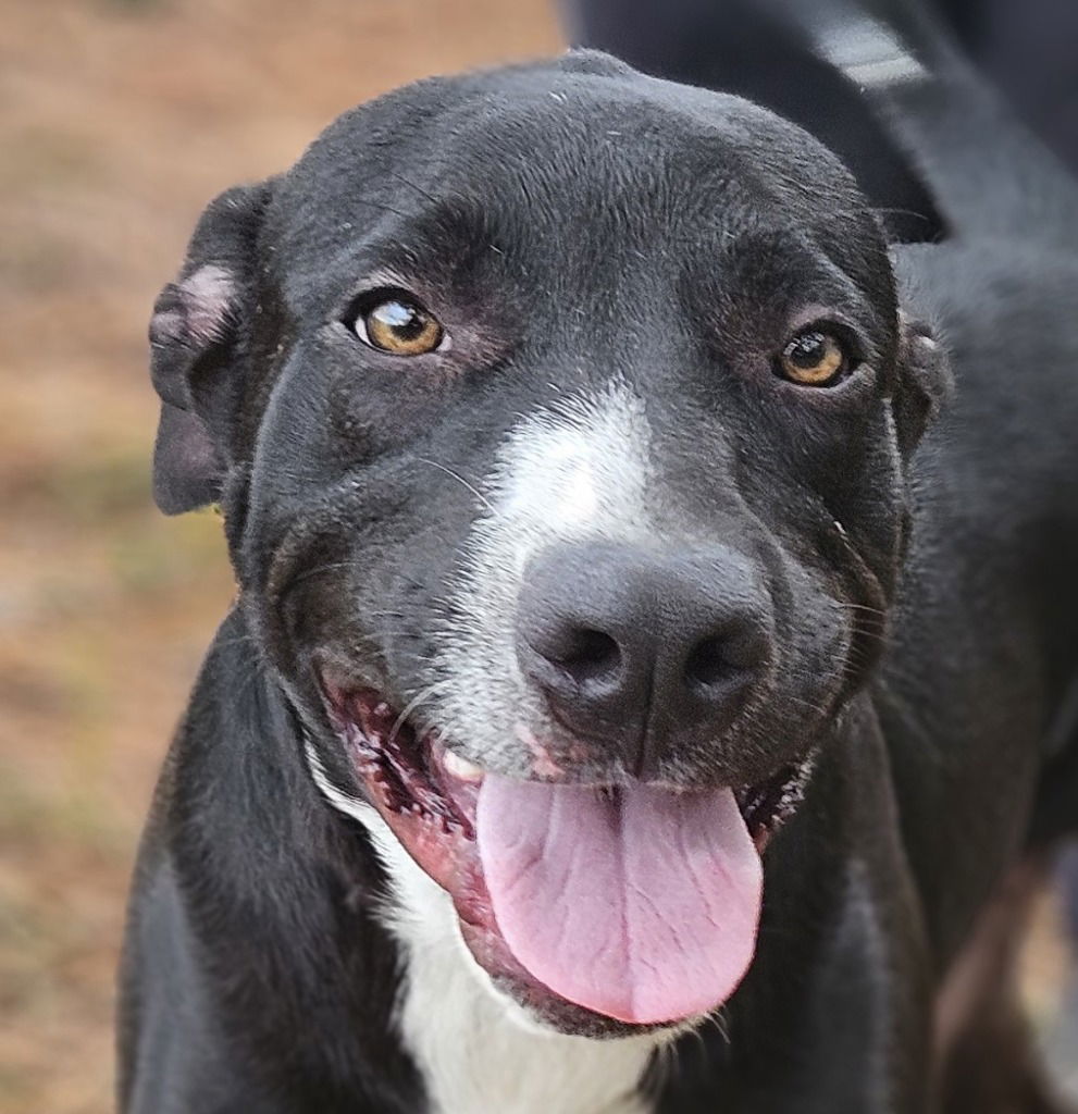 adoptable Dog in Canton, CT named Little Man