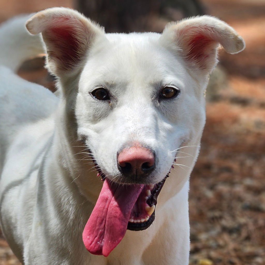 adoptable Dog in Canton, CT named Luna