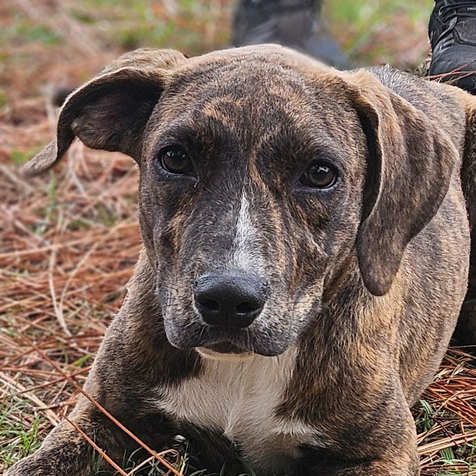 adoptable Dog in Canton, CT named Mango