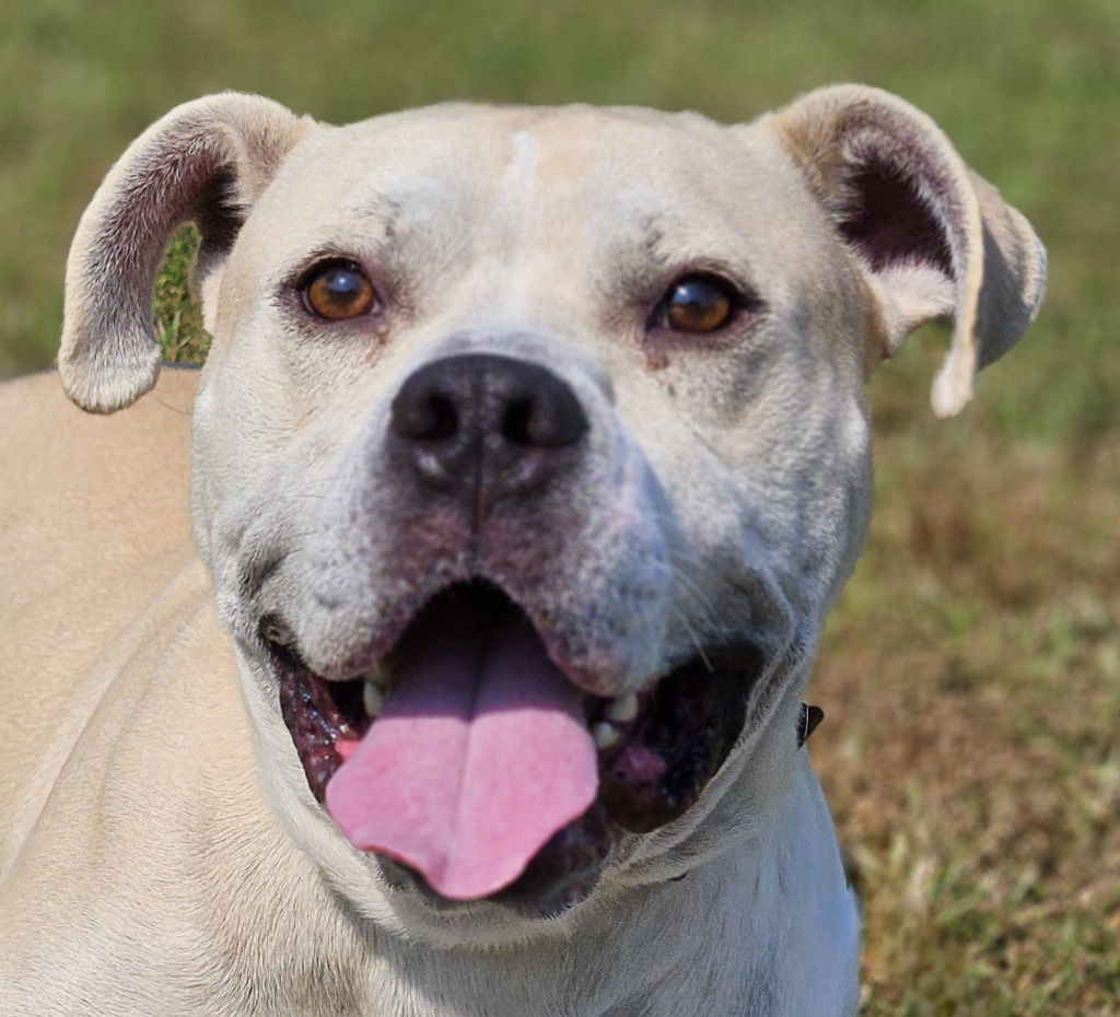 adoptable Dog in Canton, CT named Packard