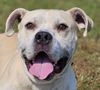 adoptable Dog in , CT named Packard